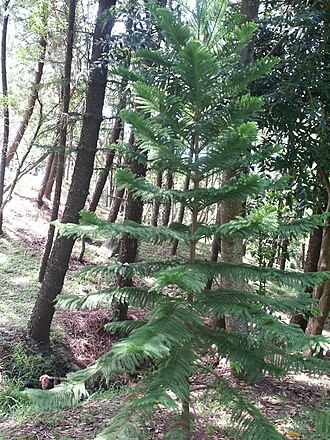 Araucaria nemorosa: Jeune exemplaire d' Auracaria nemorosa au parc forestier de Nouméa.