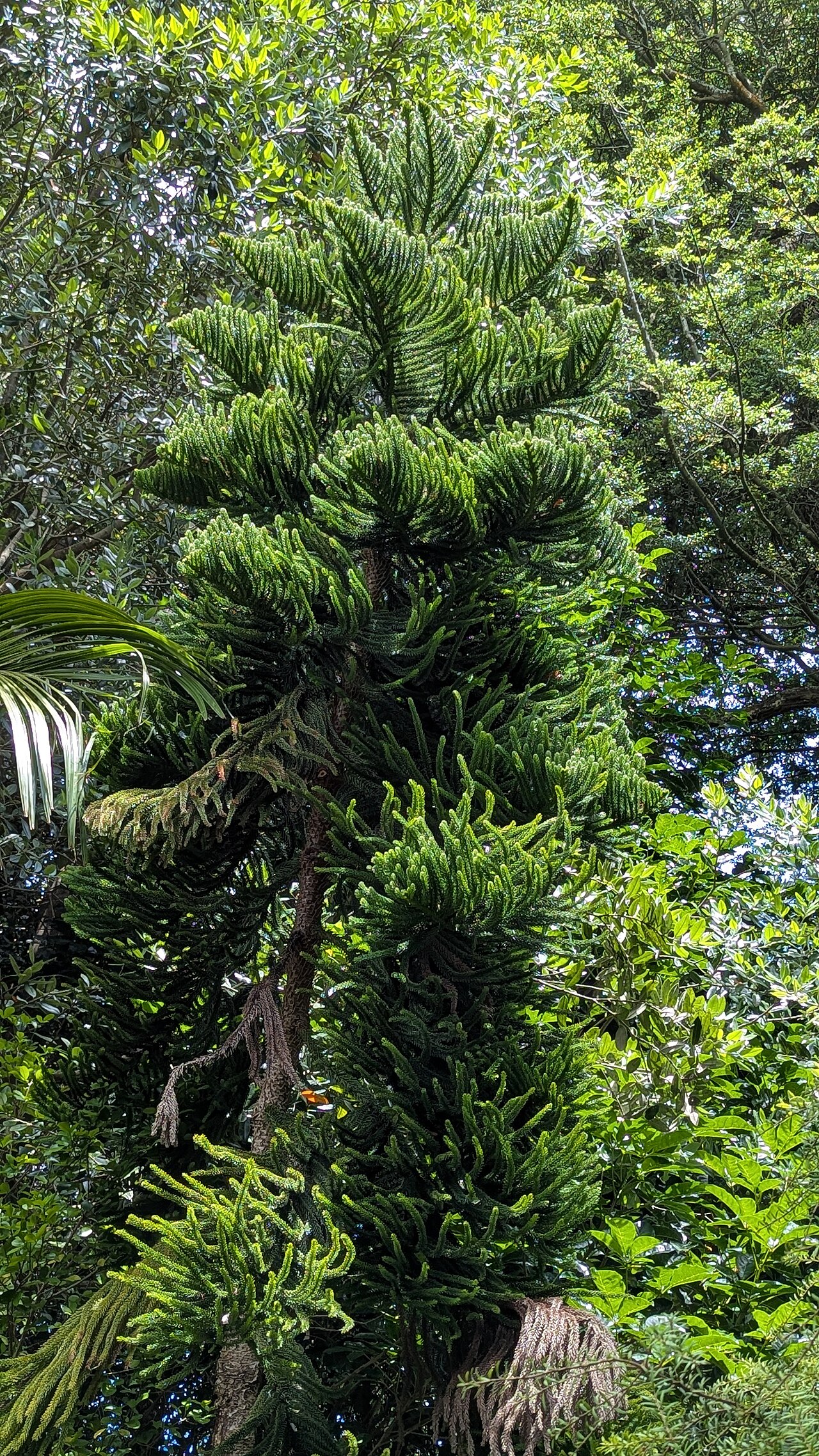 Araucaria nemorosa: Araucaria nemorosa - San Francisco Botanical Garden.