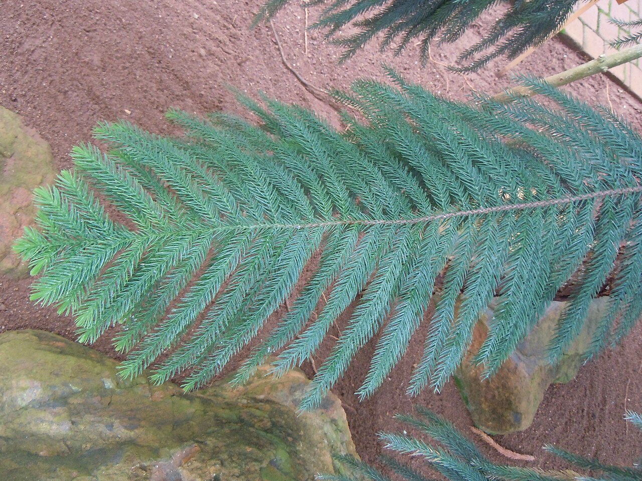 Araucaria nemorosa: Araucaria nemorosa - Serres d'Auteuil - détail de la feuille.