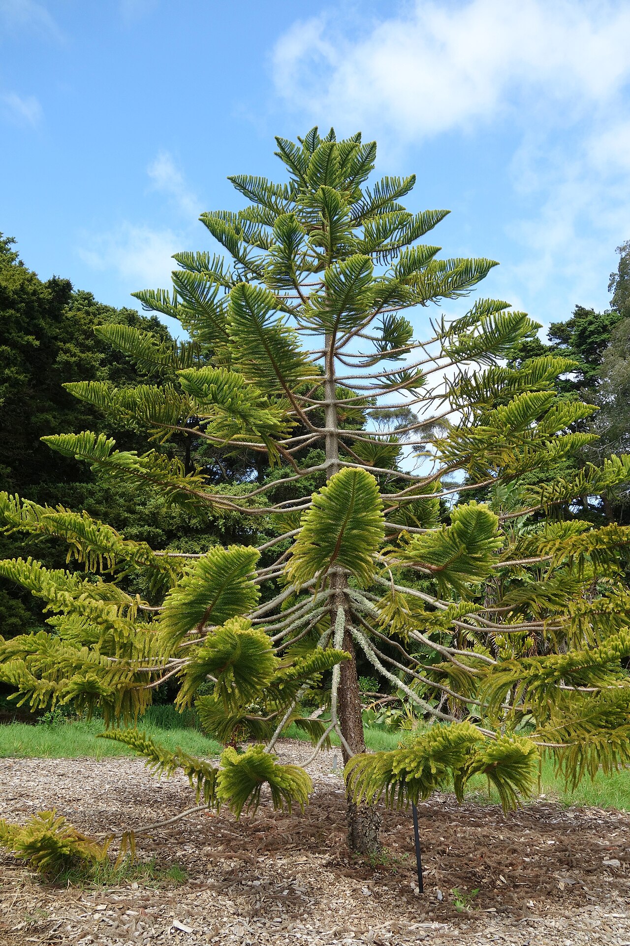 Araucaria nemorosa: Specimen in the Auckland Botanic Gardens - Auckland, New Zealand.