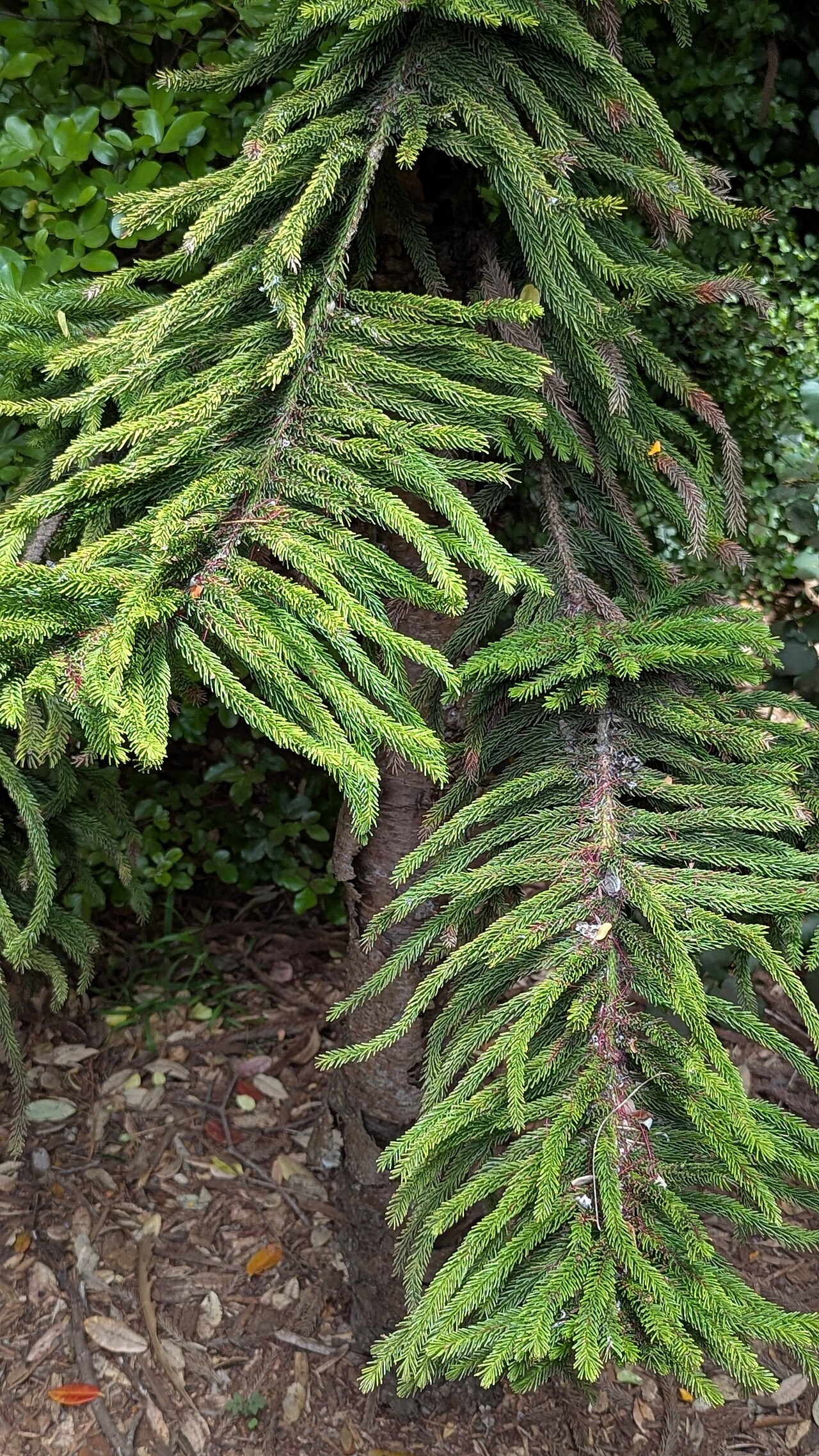 Araucaria nemorosa: Araucaria nemorosa - San Francisco Botanical Garden.