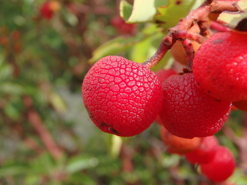Arbutus andrachne (Arbutus andrachne)