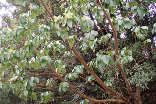 Arbutus andrachne (Arbutus andrachne)
