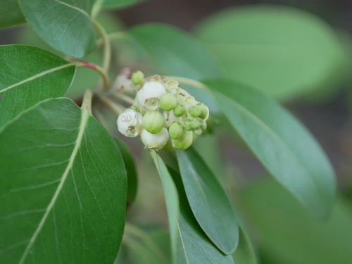 Arbutus andrachne (Arbutus andrachne)