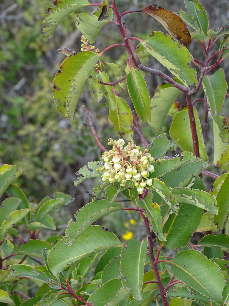 Arbutus andrachne (Arbutus andrachne)