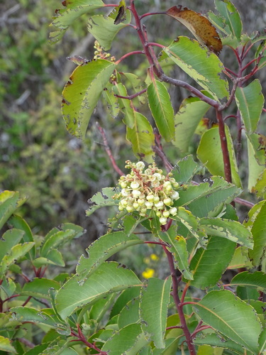 Arbutus andrachne (Arbutus andrachne)