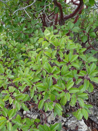 Arbutus andrachne (Arbutus andrachne)