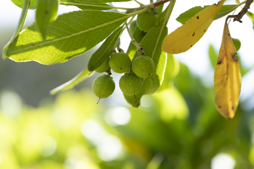 Arbutus andrachne (Arbutus andrachne)
