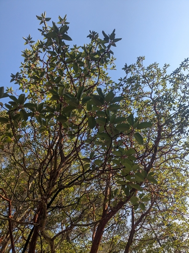 Arbutus andrachne (Arbutus andrachne)