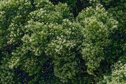 Arbutus andrachne: Arbutus andrachne , Belvís Park, Santiago de Compostela, Galicia (Spain).
