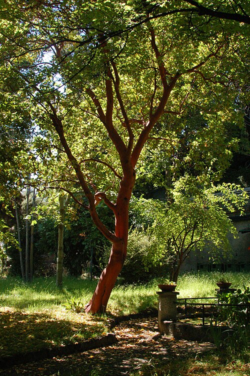 Arbutus andrachne: Arbutus andrachne at Orto Botanico dell'Università di Genova