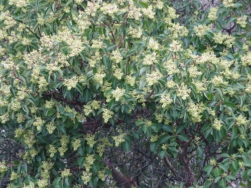 Arbutus andrachne (Arbutus andrachne)