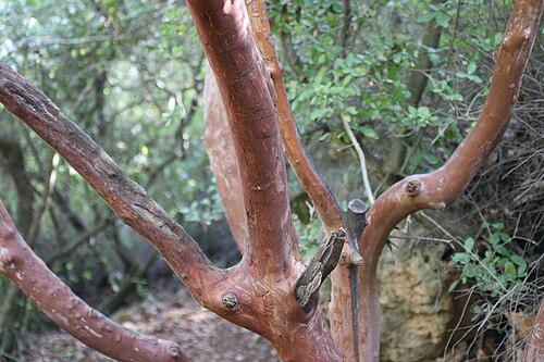 Arbutus andrachne: Arbutus Andrachne Nature of Israel