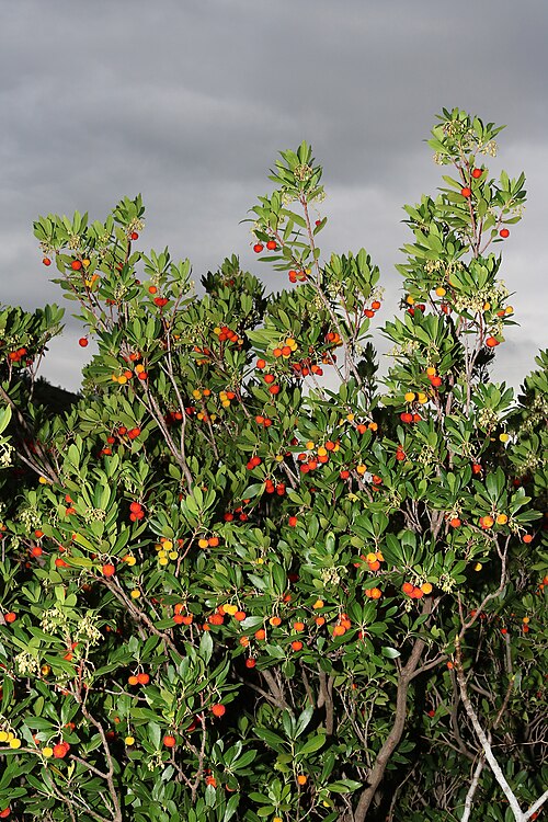 Strawberry-tree: Familia: Ericaceae Juss. Subfamilia: Arbutoideae Nyman Species: Arbutus unedo L. Original publication details: Sp. Pl.: 395 (1753). Synonyms: Arbutus cassinifol