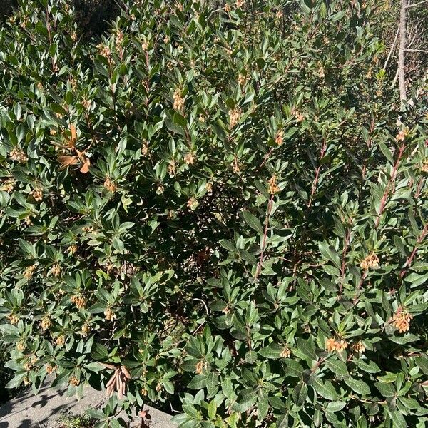 Strawberry-tree (Arbutus unedo)