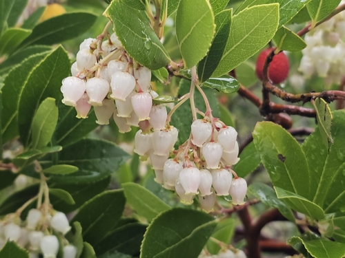 Strawberry-tree (Arbutus unedo)
