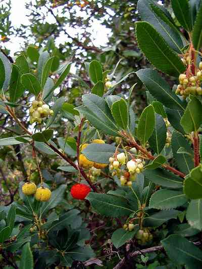 Strawberry-tree (Arbutus unedo)