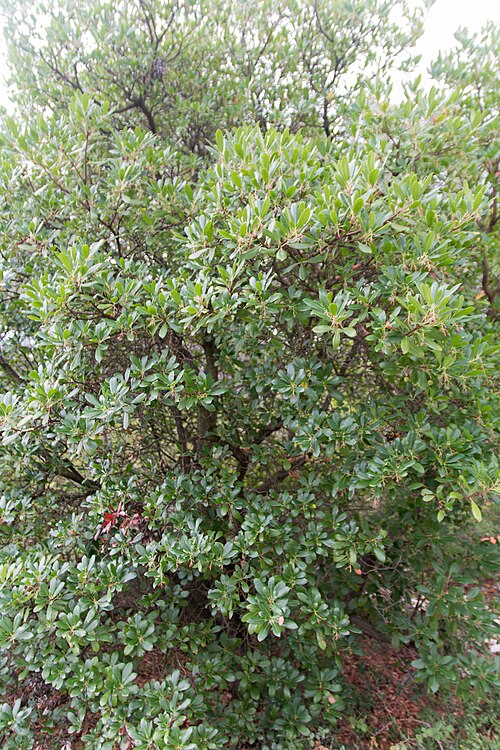 Strawberry-tree: Strawberry tree .