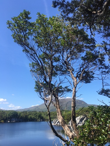 Strawberry-tree (Arbutus unedo)