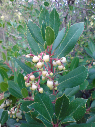 Strawberry-tree (Arbutus unedo)