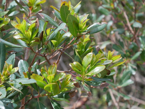 Strawberry-tree (Arbutus unedo)