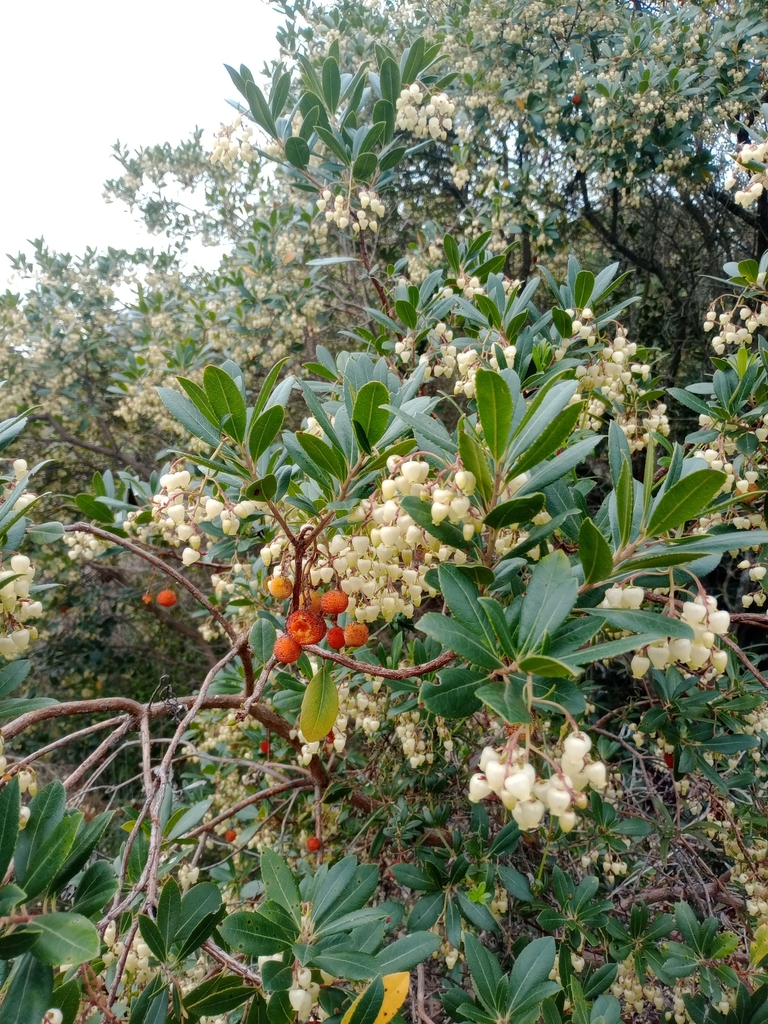 Strawberry-tree (Arbutus unedo)