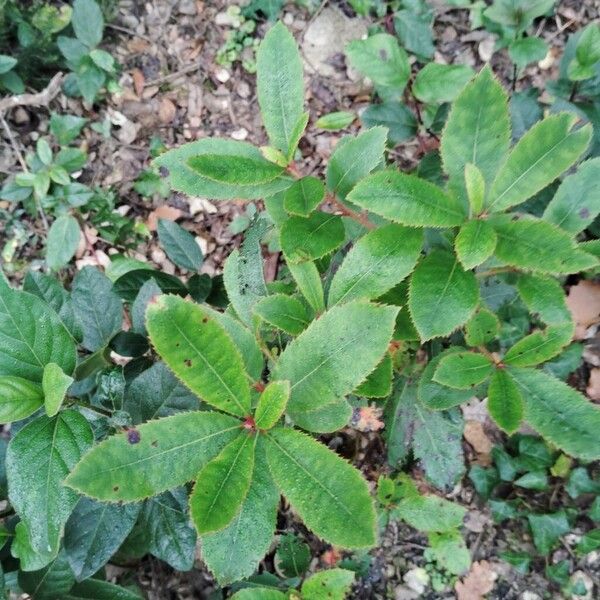 Strawberry-tree (Arbutus unedo)