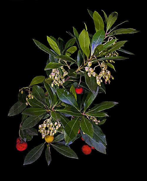 Strawberry-tree: strawberry tree