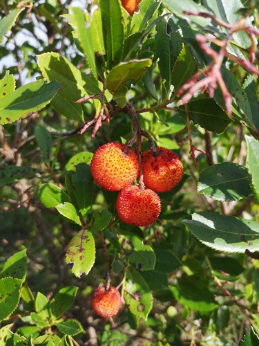 Strawberry-tree (Arbutus unedo)