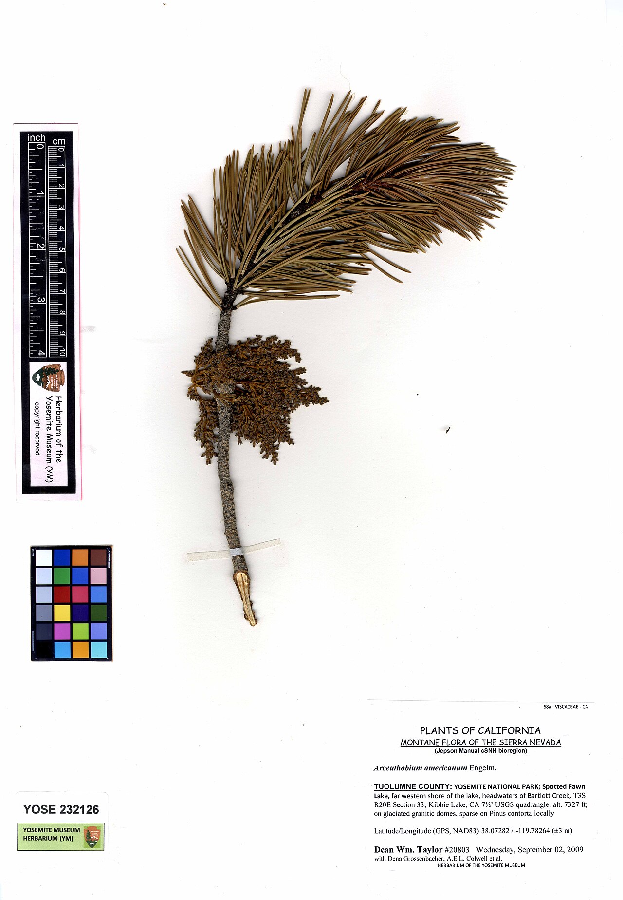 American dwarf mistletoe: YOSE232126 Arceuthobium americanum