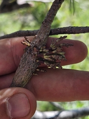 Western white pine dwarf mistletoe (Arceuthobium monticola)