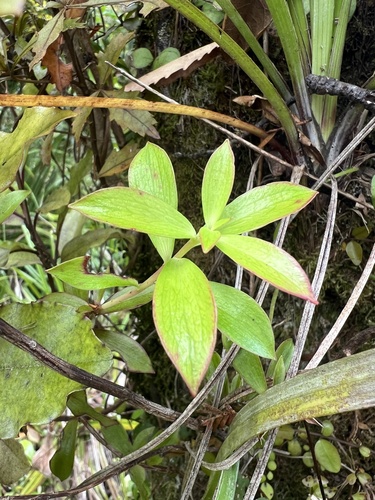 Archeria racemosa (Archeria racemosa)