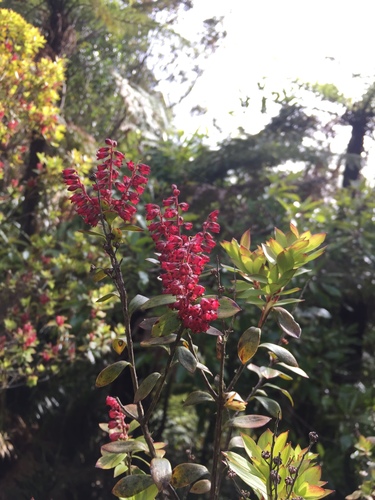 Archeria racemosa (Archeria racemosa)