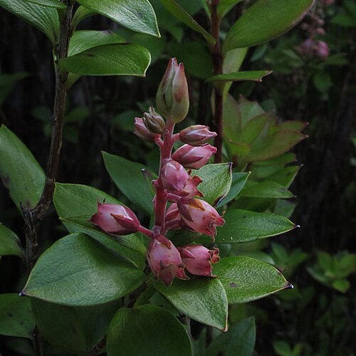 Archeria racemosa: BC Myles. Photograph of Archeria racemosa on Little Barrier Island, New Zealand. 2011.