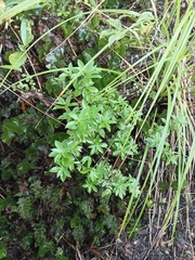 Archeria racemosa (Archeria racemosa)