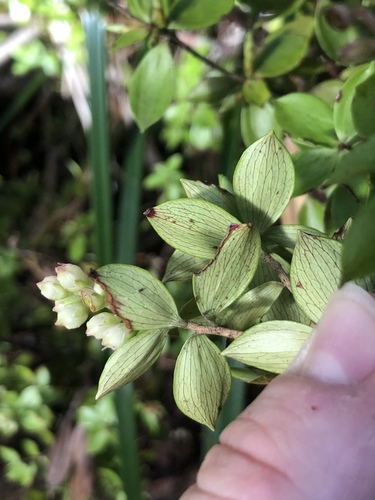 Archeria racemosa (Archeria racemosa)