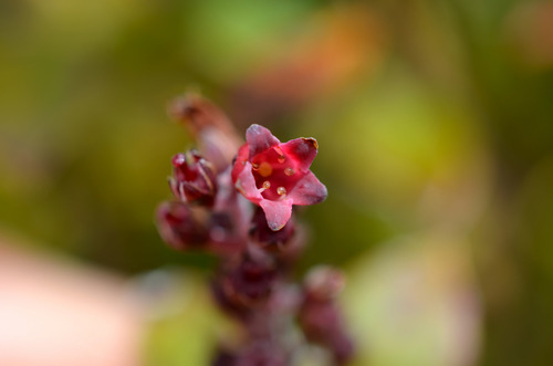 Archeria racemosa (Archeria racemosa)