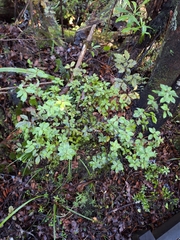 Archeria racemosa (Archeria racemosa)