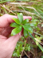 Archeria racemosa (Archeria racemosa)
