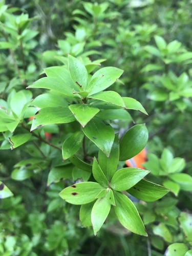 Archeria racemosa (Archeria racemosa)