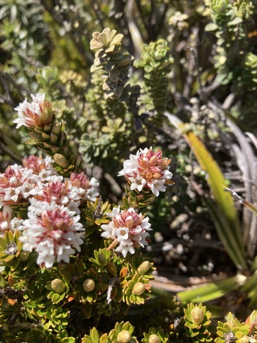 Archeria serpyllifolia (Archeria serpyllifolia)