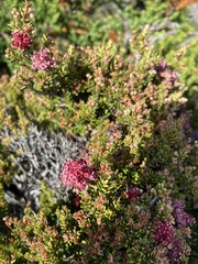 Archeria serpyllifolia (Archeria serpyllifolia)