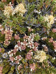 Archeria serpyllifolia (Archeria serpyllifolia)