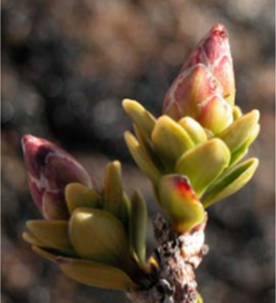 Archeria serpyllifolia: Archeria serpyllifolia bud