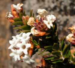 Archeria serpyllifolia: Archeria serpyllifolia flower