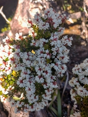 Archeria serpyllifolia (Archeria serpyllifolia)