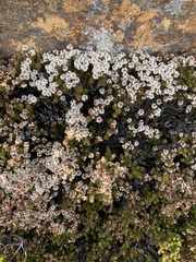 Archeria serpyllifolia (Archeria serpyllifolia)
