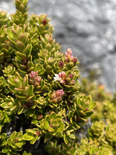 Archeria serpyllifolia (Archeria serpyllifolia)