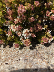 Archeria serpyllifolia (Archeria serpyllifolia)