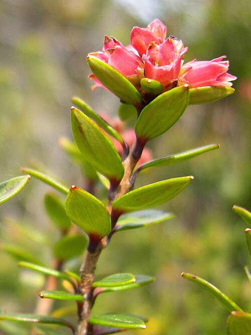 Archeria traversii: Photo of Archeria traversii, taken in the South Island of New Zealand in 2003.